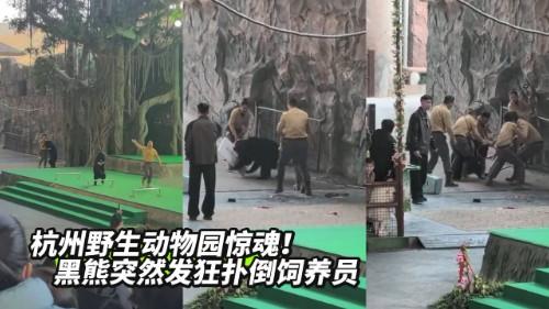 杭州野生动物园惊魂！黑熊突然发狂扑倒饲养员 张嘴猛撕咬 同事抄家伙拼死营救 饲养员死里逃生